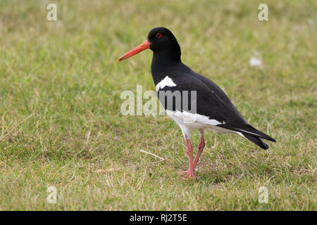 Austernfischer (Haematopus ostralegus) Stockfoto