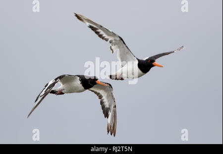 Austernfischer (Haematopus ostralegus) Stockfoto