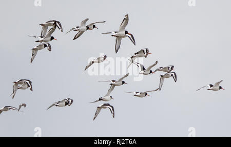 Austernfischer (Haematopus ostralegus) Stockfoto