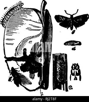 . Die praktische Landwirtschaft [microform]. Landwirtschaft Die Landwirtschaft. Insekten auf den Obstgarten. "3B^zwei oder drei Mal am Tag zu füttern. Daher sollten wir vorsichtig sein - ful zu sehen, sie sind alle zu Hause, bevor die Nester sind erneut verschoben. Spritzen mit Paris Grün hilft alle Leaf - essen Raupen zu zerstören. Der Apfelwickler. - codling ist ein altes Wort für ein Koch-ing Apple. Wir wissen, was eine Motte ist (siehe Seiten 77 und 78). Wir haben einen Apple mit einem dunklen Wurm Loch gesehen, und wir haben die Apple aufgeschnitten und haben den kleinen weißen Wurm nach innen gefunden. Jetzt für seine Geschichte. In unserer Abbildung, Abb. 59, g Stockfoto