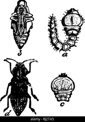 . Die praktische Landwirtschaft [microform]. Landwirtschaft; Landwirtschaft. j keine Landwirtschaft. Kapitel XXIII. Insekten auf den Obstgarten. Die Borer. - Dies ist ein Käfer, der viel Schaden für die Stämme der Bäume. Es ist etwa einen Zentimeter langen, der ein leuchtendes grünlich-schwarze Farbe. Es legt seine Eier im Sommer in die raue Rinde in der Nähe des Bodens oder in der Nähe der Crotches großer Gliedmaßen. Von ttiese Eier kommen der Lai-vae, die, wenn sie ausgewachsen sind, sind fast einen Zoll lang. Sobald geschlüpft beginnen Sie in den Baum, wo sie bleiben ein oder zwei Jahre zu langweilen. Von der Larve Zustand, den Sie in die Puppe Zustand, und von diesem die Stockfoto