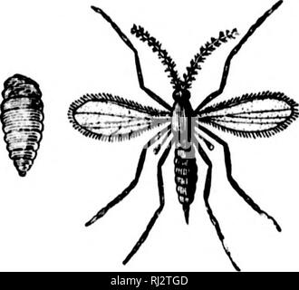 . Die praktische Landwirtschaft [microform]. Landwirtschaft Die Landwirtschaft. Im Fall von Zimmerpflanzen, Garten und Obstgarten pflanzen Bäume wir waschen und s [) Ray mit Lösungen, die die Läuse, Hütte mit Läusen, verletzen das Korn solche Mittel sind noch nicht-Kabel zerstören. Warum dann nicht die Läuse vermehren, um essen alles, was in den Feldern? Einfach, weil es andere Insekten, die sie in Schach halten. Es gibt einige kleine Fliegen, die angreifen die Läuse und ihre Eier direkt in den Gremien der Läuse legen. Diese Parasiten bald tötet die Läuse. Andere Insekten sind in der gleichen Weise vernichtet, wie Platz-^' g-3 Stockfoto