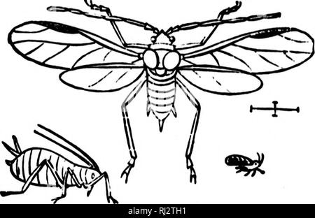 . Die praktische Landwirtschaft [microform]. Landwirtschaft Die Landwirtschaft. Insekten DER FIKLD. "S Bugs - alle Bugs sind Insekten aber alle Insekten sind keine Fehler sind. Wenn wir Sprechen von Bugs verstehen wir solche Insekten wie die vielen Arten der Blattläuse. Aphis (Plural, aphides) ist ein anderer Name für ein Werk-Laus. Diese Ordnung der Insekten wird als die Hälfte - winged {hemiptera bezeichnet). Einige haben nur zwei Flügel und einige haben vier. Finden wir Blattläuse ziemlich conmion auf vielen Zimmerpflanzen und Gartenpflanzen. Orchard Bäume, Kohl, Hopfen und viele andere Pflanzen viel von Läusen befallen sind, einige sehr klein, einige groß genug, um leicht untersucht werden. Ther Stockfoto