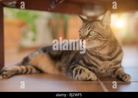 Schöne kurze Haare Katze spielen und auf dem Boden im Garten zu Hause Stockfoto