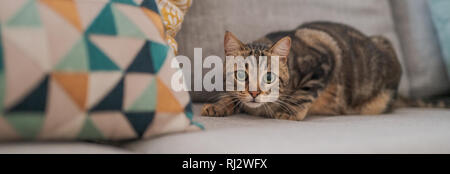 Schöne kurze Haare Katze auf dem Sofa zu Hause liegen Stockfoto