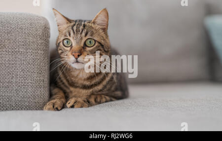 Schöne kurze Haare Katze auf dem Sofa zu Hause liegen Stockfoto