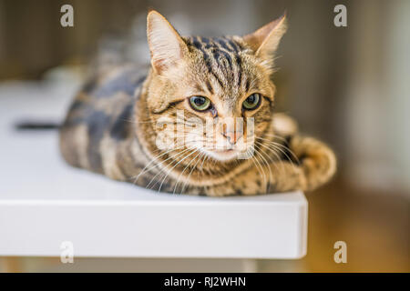 Schöne kurze Haare Katze am weißen Tisch zu Hause liegen Stockfoto