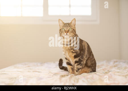 Schöne kurze Haare Katze zu Hause auf dem Bett liegend Stockfoto
