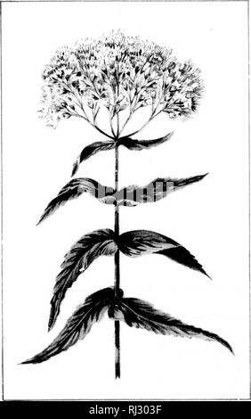 . Wilde Blumen von Kanada [microform]. Wilde Blumen; Blüten; Botanik; Fleurs sauvages; Fleurs; Botanique. . Bitte beachten Sie, dass diese Bilder sind von der gescannten Seite Bilder, die digital für die Lesbarkeit verbessert haben mögen - Färbung und Aussehen dieser Abbildungen können nicht perfekt dem Original ähneln. extrahiert. Iles, George, 1852-1942. Montreal: Montreal Stern Stockfoto