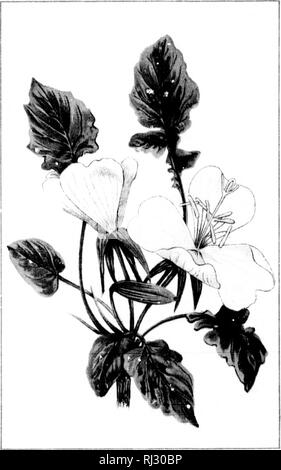 . Wilde Blumen von Kanada [microform]. Wilde Blumen; Blüten; Botanik; Fleurs sauvages; Fleurs; Botanique. Pjl ^. Bitte beachten Sie, dass diese Bilder sind von der gescannten Seite Bilder, die digital für die Lesbarkeit verbessert haben mögen - Färbung und Aussehen dieser Abbildungen können nicht perfekt dem Original ähneln. extrahiert. Iles, George, 1852-1942. Montreal: Montreal Stern Stockfoto