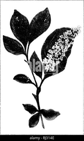 . Wilde Blumen von Kanada [microform]. Wilde Blumen; Blüten; Botanik; Fleurs sauvages; Fleurs; Botanique. . Bitte beachten Sie, dass diese Bilder sind von der gescannten Seite Bilder, die digital für die Lesbarkeit verbessert haben mögen - Färbung und Aussehen dieser Abbildungen können nicht perfekt dem Original ähneln. extrahiert. Iles, George, 1852-1942. Montreal: Montreal Stern Stockfoto