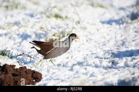 Gemeinsame Sumpfhuhn, Gallinula chloropus, Wandern im Schnee in einer kalten, winterlichen Tag, vorbei an einem frisch geschoben - bis Maulwurfshügel. Stockfoto