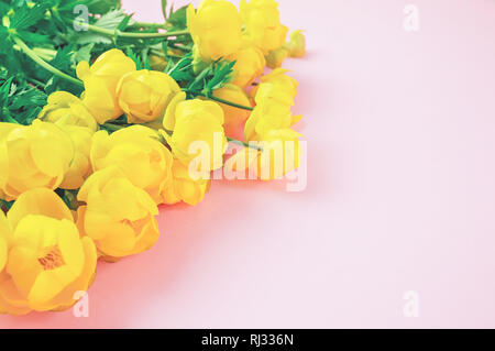 Schöne lachs Hintergrund mit gelben buttercup Blumen mit Kopie Raum Stockfoto