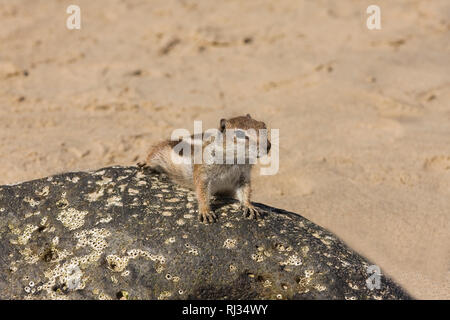 Nordafrikanischen xerini, Streifenhörnchen, Barbary Erdhörnchen, Erdhörnchen (Atlantoxerus Getulus), Fuerteventura, Kanarische Inseln, Spanien, Europa Stockfoto