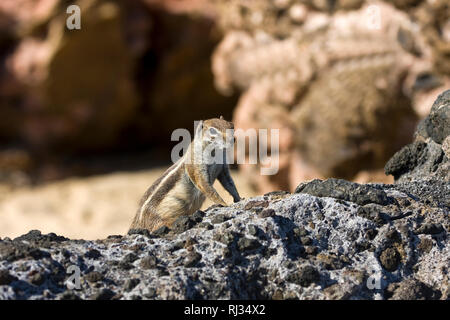 Nordafrikanischen xerini, Streifenhörnchen, Barbary Erdhörnchen, Masse Getulus), Fuerteventura, Kanarische Inseln, Spanien, Europa Stockfoto