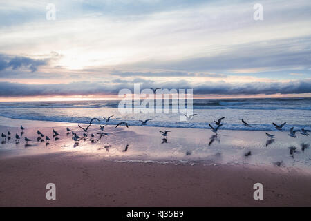 Sonnenuntergang am Strand mit Schwarm Vögel Stockfoto