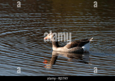 Detaillierte Foto von einem gemeinsamen halb Wild Goose aus Fluss Lima in den Norden von Portugal Stockfoto