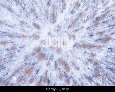 Winter drone Landschaft mit Schnee bedeckten Lärchen Wald. Stockfoto