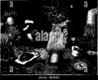 . Das Meer [microform]: seinem mitreißenden Geschichte von Abenteuer, Gefahr&amp; Heldentum. Abenteuer und Abenteurer; Reisen und Reisen; Meer; Aventures et aventuriers; Reisen; Océan. 196 DAS MEER. Aber beachten Sie die Kolonien des glatten Anemone oder beadiet {Actinia mesemhri/anlhemuni) Clustered über die Seiten, viele von ihnen die Einhaltung der Steinmauern mehrere Meter über dem Wasser. Diejenigen, die sich Fragen, für Stunden unbedeckt, und sind keine schlimmer für ihn. Sie geschlossen sind, die vielen Tentakel von der Involution des oberen Teil des Körpers verdeckt, so dass Sie schauen, wie Bälle oder hemisiiheres oder semi- Stockfoto