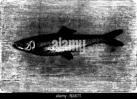 . Das Meer [microform]: seinem mitreißenden Geschichte von Abenteuer, Gefahr&amp; Heldentum. Abenteuer und Abenteurer; Reisen und Reisen; Meer; Aventures et aventuriers; Reisen; Océan. Die HERINGSFISCHEREI. 160 Zeichen. "Sie der König von Norwegen, Friedrich II., der so durch die Charaktere, die er sav/auf dem Rücken der unschuldigen Fisch Angst war, dass er schauerliche Pale vorgestellt wurden, für die er gedacht, dass Sie seinem bevorstehenden Tod angekündigt und die seiner Königin." ein Rat von savants einberufen, und die Gelehrten, die feierlich berichtete, dass den Worten angedeutet, "Sehr bald Sie wil Stockfoto