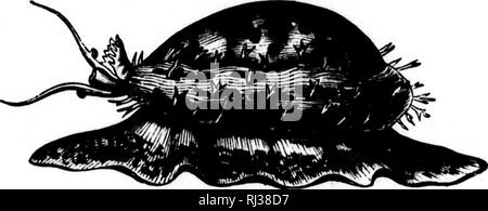 . Das Meer [microform]: seinem mitreißenden Geschichte von Abenteuer, Gefahr&amp; Heldentum. Abenteuer und Abenteurer; Reisen und Reisen; Meer; Aventures et aventuriers; Reisen; Océan. VOLUTA. CONUS.. Ich f.t I: |. Bitte beachten Sie, dass diese Bilder sind von der gescannten Seite Bilder, die digital für die Lesbarkeit verbessert haben mögen - Färbung und Aussehen dieser Abbildungen können nicht perfekt dem Original ähneln. extrahiert. Whymper, Friedrich, b. 1838. London; New York: Cassel, Petter, Galpin Stockfoto