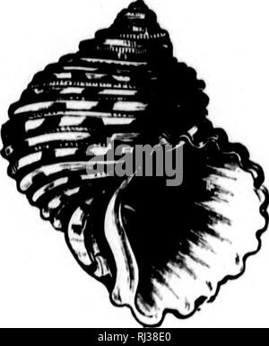 . Das Meer [microform]: seinem mitreißenden Geschichte von Abenteuer, Gefahr&amp; Heldentum. Abenteuer und Abenteurer; Reisen und Reisen; Meer; Aventures et aventuriers; Reisen; OcÃ© ein. Â n TYHIAN PirurLE. 141 11). La). Bitte beachten Sie, dass diese Bilder sind von der gescannten Seite Bilder, die digital für die Lesbarkeit verbessert haben mögen - Färbung und Aussehen dieser Abbildungen können nicht perfekt dem Original ähneln. extrahiert. Whymper, Friedrich, b. 1838. London; New York: Cassel, Petter, Galpin Stockfoto