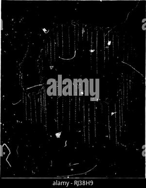 . Das Meer [microform]: seinem mitreißenden Geschichte von Abenteuer, Gefahr&amp; Heldentum. Abenteuer und Abenteurer; Reisen und Reisen; Meer; Aventures et aventuriers; Reisen; Océan. Die JIEDUS^. 117 Medusae sind Tiere ohne viel Konsistenz, mit viel Wasser, so dass wir kaum begreifen können, wie Sie der Agitation der Wellen und die Kraft der Ströme widerstehen; die Wellen jedoch, Float, ohne sie zu verletzen, der Sturm zerstreut, ohne sie zu töten. Wenn das Meer sich zurückzieht, oder werden sie von den einheimischen Gewässern entnommen, ihre Substanz löst sich auf, das Tier zerlegt wird, sind sie mit einem Stockfoto