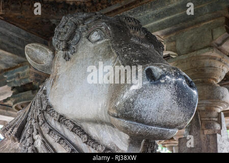 Halebidu, Karnataka, Indien - November 2, 2013: Hoysaleswara Tempel von Shiva. Nahaufnahme der Leiter der Nandi Bullen in der südlichen Schrein Gesichter der sanct Stockfoto