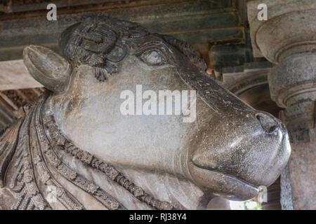 Halebidu, Karnataka, Indien - November 2, 2013: Hoysaleswara Tempel von Shiva. Nahaufnahme der Leiter der Nandi Bullen in der südlichen Schrein Gesichter der sanct Stockfoto