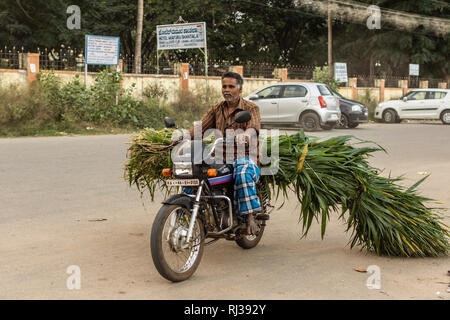 Halebidu, Karnataka, Indien - November 2, 2013: Mann mit blau karierte Hose Motorrad fahren mit einem großen Bündel von frisch geernteten Zuckerrohr Stiele Stockfoto