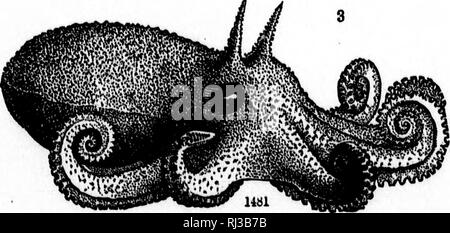 . Auf der Kopffüßer der nordöstlichen Küste von Amerika [microform] Bericht. Cephalopoda, Tintenfische, Kraken; Céphalopodes; Calmars; Poulpe. 148 -^. Bitte beachten Sie, dass diese Bilder sind von der gescannten Seite Bilder, die digital für die Lesbarkeit verbessert haben mögen - Färbung und Aussehen dieser Abbildungen können nicht perfekt dem Original ähneln. extrahiert. Verrill, A.E. (Addison Emery), 1839-1926. Washington: G. S. O. Stockfoto