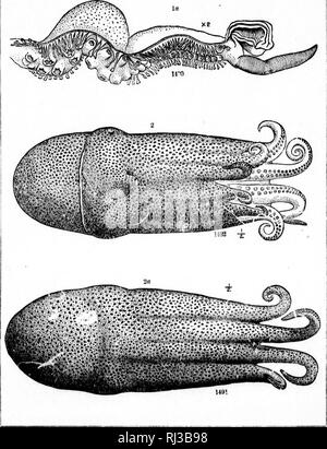 . Auf der Kopffüßer der nordöstlichen Küste von Amerika [microform] Bericht. Cephalopoda, Tintenfische, Kraken; Céphalopodes; Calmars; Poulpe. M. Bitte beachten Sie, dass diese Bilder sind von der gescannten Seite Bilder, die digital für die Lesbarkeit verbessert haben mögen - Färbung und Aussehen dieser Abbildungen können nicht perfekt dem Original ähneln. extrahiert. Verrill, A.E. (Addison Emery), 1839-1926. Washington: G. S. O. Stockfoto