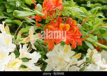 Blüte Orange und Weiß Azalee Busch Stockfoto