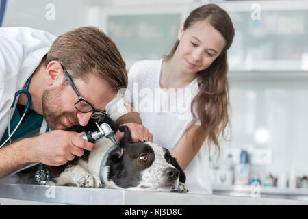 Mädchen suchen am Ohr des Tierarzt Prüfung Hund durch Otoskop Ausrüstung in der Klinik Stockfoto