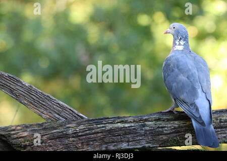 Gemeinsame woodpigeon (Columba palumbus) auf morschen Zaun im sonnigen Waldrand thront. Stockfoto