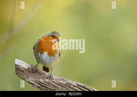 Europäische Robin (Erithacus Rubecula) im Herbst Wald thront. 29. Oktober 2019. Stockfoto