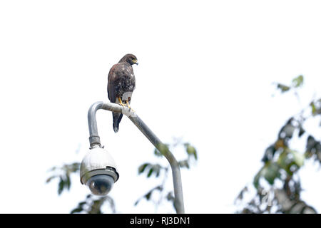 Harris Hawk (Parabuteo unicinctus), einzelne auf einer Überwachung Post im urbanen Zentrum thront Stockfoto