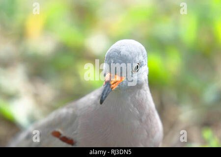 Quaken Ground Dove (Columbina Cruziana) portrait ausführlich in Freiheit auf dem Rasen Stockfoto