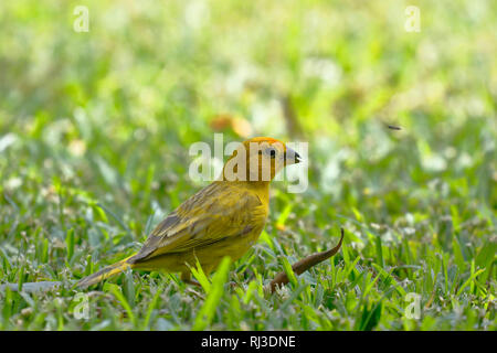 Safran Finch (Sicalis flaveola) auf der Suche nach seiner Nahrung auf dem Rasen Stockfoto