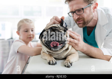 Der Arzt prüft pug Ohr mit Mädchen in der Tierärztlichen Klinik Stockfoto