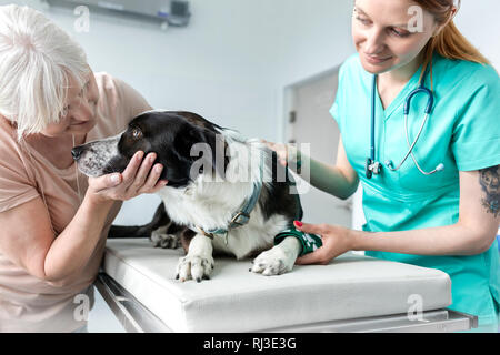 Arzt suchen an der älteren Besitzer streicheln Hund auf dem Bett in der Tierärztlichen Klinik Stockfoto