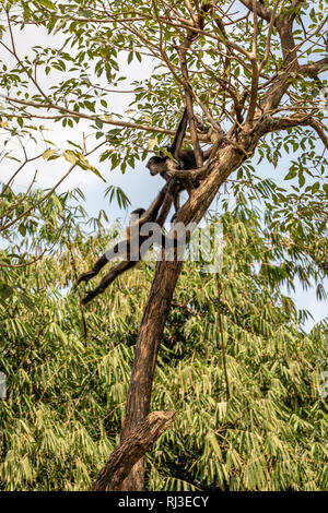Schwarz übergeben Klammeraffen in Baum im guatemaltekischen Zoo Stockfoto