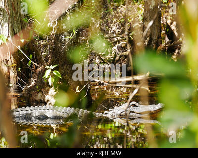 Aligator in Wasser mit Bush Stockfoto