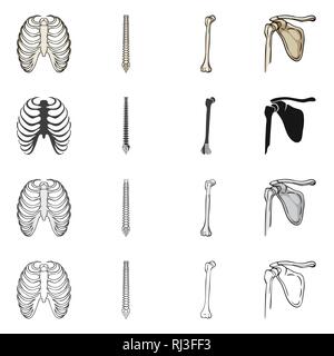 Rippe, Wirbelsäule, Femur, Cage, Chiropraktik, gebrochen, Becken, Röntgen, Backbone, Fibel, Hüfte, Leib, Wirbelsäule, Shin, Becken-, Osteoporose, Tibia, Brustbein, Körperhaltung, Bruch, Bein, Brustbein, Chirurgie, Kalzium, Schmerzen, gesund, Verletzung, Treibholz, Gesundheit, Bewegung, Medizin, Klinik, Biologie, Medizin, Knochen, Skelett, Anatomie, menschliche Organe, Set, Vector, Icon, Illustration, isoliert, Sammlung, Design, Element, Grafik, Vektor, Vektoren, Stock Vektor