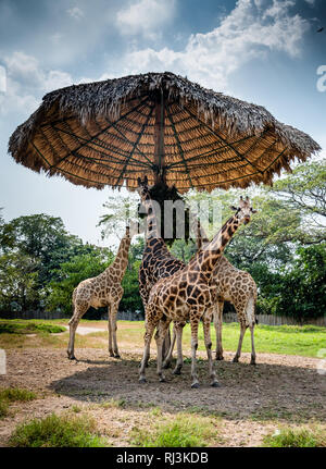 Giraffen im Zoo in Guatemala Stockfoto