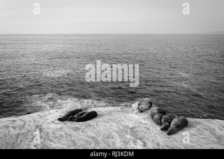 Seelöwen auf den Klippen mit Blick auf den Pazifischen Ozean, in La Jolla, Kalifornien. Stockfoto