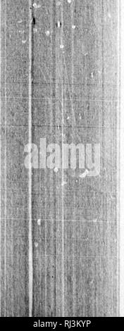 . Rapport sur les Iles de la Reine-Charlotte microforme, 1878]. Indiens; Géologie; Crustacés; Météorologie; Haida (Indiens); Indianer Nordamerikas; Geologie; Crustacea; Meteorologie; Haida Indianer. . Bitte beachten Sie, dass diese Bilder sind von der gescannten Seite Bilder, die digital für die Lesbarkeit verbessert haben mögen - Färbung und Aussehen dieser Abbildungen können nicht perfekt dem Original ähneln. extrahiert. Dawson, George M., 1849-1901; Kommission géologique du Canada. [Montréal? : N. n. Stockfoto