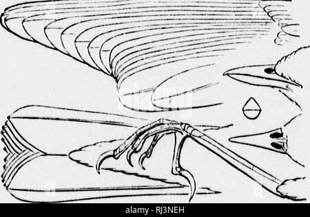 . Ein Handbuch für nordamerikanische Vögel [microform]. Vögel, Ornithologie; Oiseaux; Ornithologie. 3. Seiurus aurocapillus.. 4. (Oporornis geothlypis) Formosa.. Bitte beachten Sie, dass diese Bilder sind von der gescannten Seite Bilder, die digital für die Lesbarkeit verbessert haben mögen - Färbung und Aussehen dieser Abbildungen können nicht perfekt dem Original ähneln. extrahiert. Ridgway, Robert, 1850-1929. Philadelphia: Lippincott J.B. Stockfoto