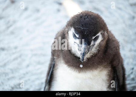 Pinguin Küken am Strand Stockfoto