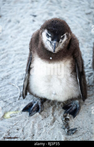 Pinguin Küken am Strand Stockfoto